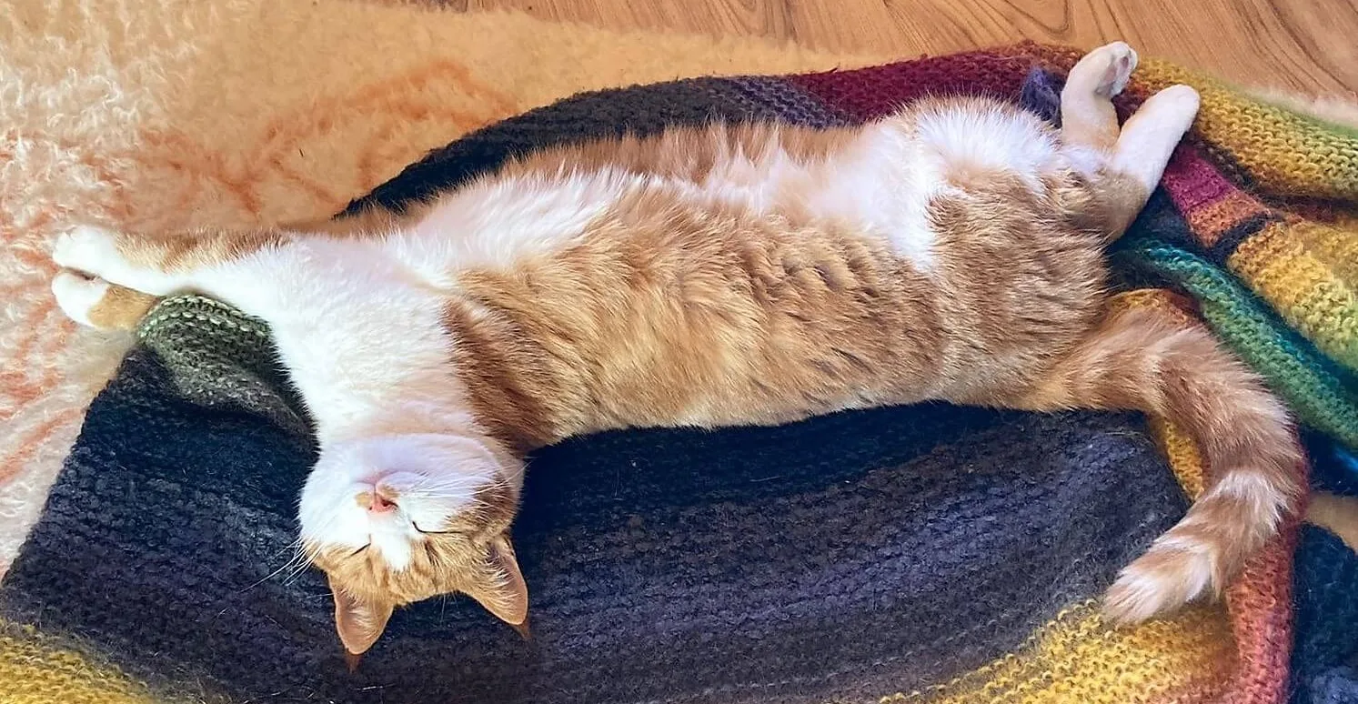 Eine völlig entspannte Katze