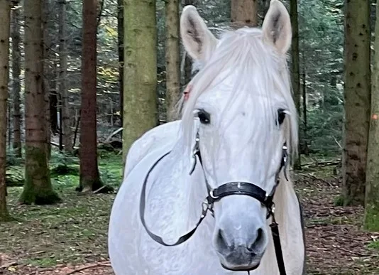 Pirata